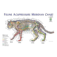 Jorgensen Labs J1125F Acupressure Meridian Chart, Feline Meridian