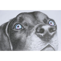 Jorgensen Labs Canine Sympathy Cards 5x7 Professional Veterinary Stationery