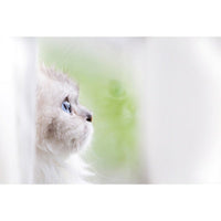 Jorgensen Labs Sympathy Cards - Contemplation