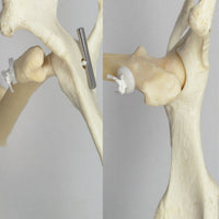 Jorgensen Labs Omrod Orthopedic Button 250lb