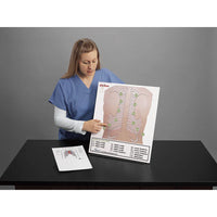 Heartsmart Life/form® Posterior Auscultation Practice Board Only