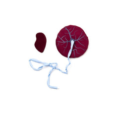 Laerdal MamaNatalie Placenta Kit