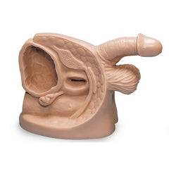 Life/form Male and Female Catheter Training Models