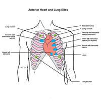 Heartsmart Life/form® Auscultation Trainer with SmartScope and Amplifier System