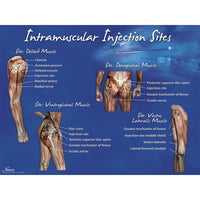 Life/form Intramuscular Injection Sites Poster